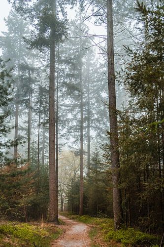 Forêt avec un peu de brume.