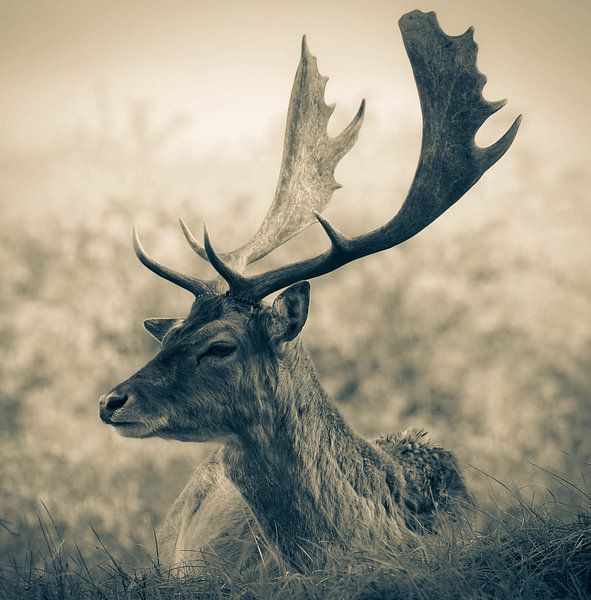Dear deer by Marjon Woudboer