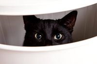 Glurende kat