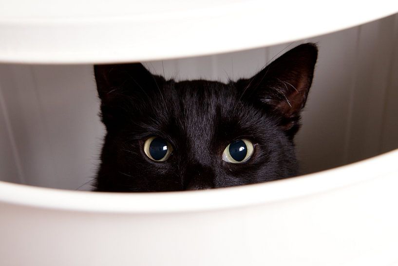 Glurende kat von Christiaan Onrust