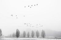Winter Flight