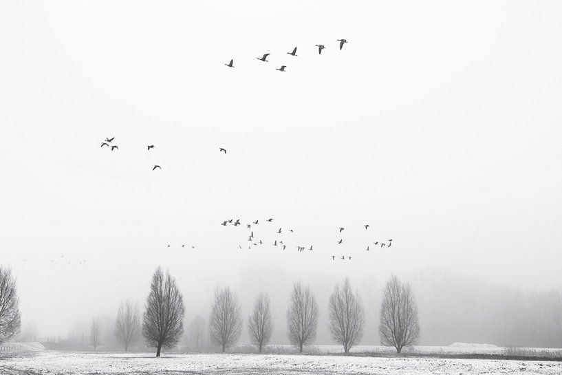 Winter Flight by Richard Gouw