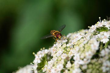 De insectenwereld in beeld van Roland de Zeeuw fotografie