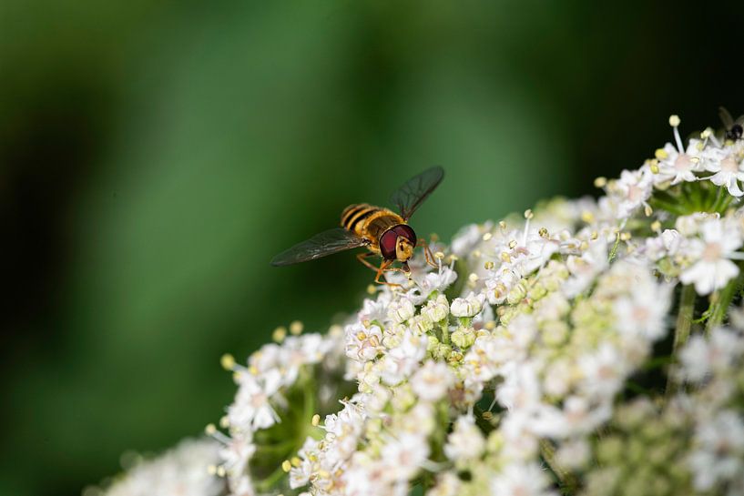 The insect world in pictures by Roland de Zeeuw