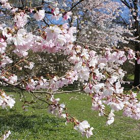 Blühende Bäume im Frühling im Luitpoldpark Bad Kissingen von Martin Flechsig