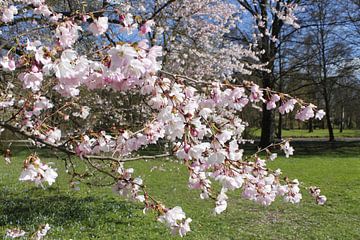 Blossoming trees in spring in the Luitpoldpark Bad Kissingen