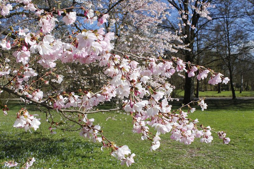 Blühende Bäume im Frühling im Luitpoldpark Bad Kissingen von Martin Flechsig