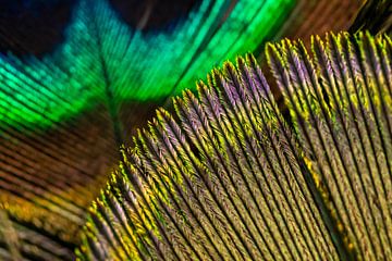 Peacock feather by Evelyne Renske