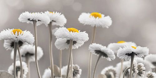 Daisy