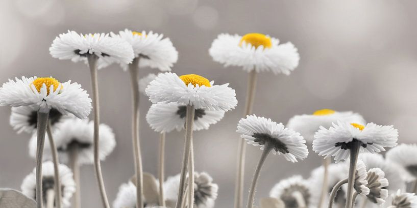 Gänseblümchen von Violetta Honkisz
