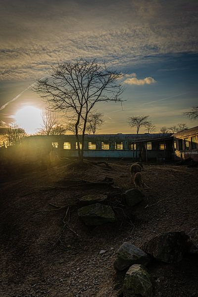 parc animalier emmen par iwan faber
