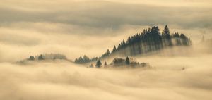 Neblige Bäume Pieniny