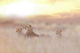 Cheetah Family Golden Light von Ozkan Ozmen / Big Lens Adventures