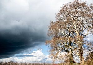 Zon en regen, met een mooie oude boom