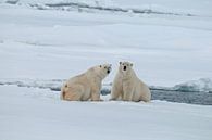    PolarBears on the ice by Peter Zwitser thumbnail