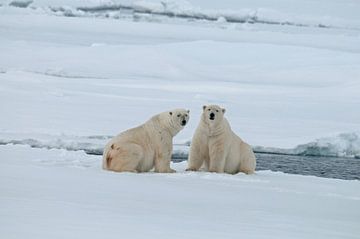    PolarBears on the ice by Peter Zwitser