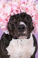 Portrait d'un terrier Stafford américain assis avec un chapeau à fleurs sur la tête sur un fond lila