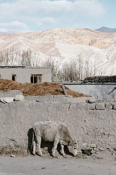 Koe in de bergen van Photolovers reisfotografie