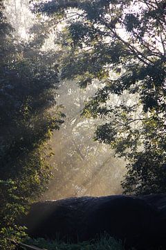 Early sunshine van Leanne de Blok