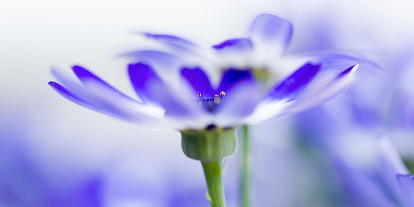 Blauwe Margriet par Jenco van Zalk