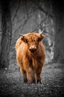 Schotse Hooglander