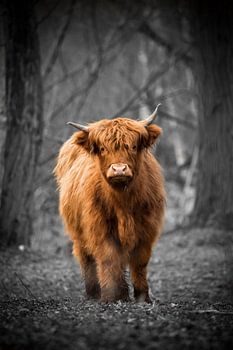 Schottischer Highlander