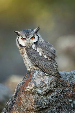 Southern White-faced Owl (Ptilopsis granti)