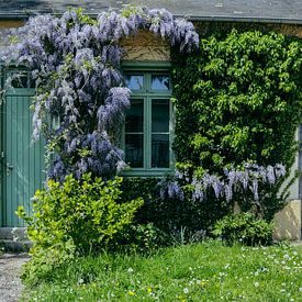 Wisteria by Yvonne Blokland