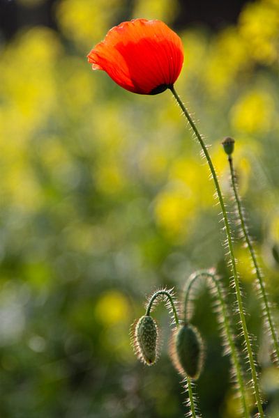 Poppy by Evelyne Renske
