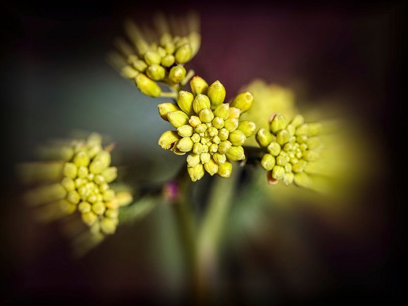 Wild Plant by Rob Boon