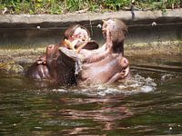 Vechtende nijlpaarden