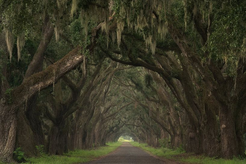 Allée de chênes par Martin Podt