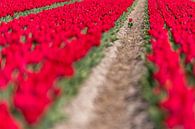 Eenzame tulp op een overvol bollenveld van Henk Verheyen thumbnail