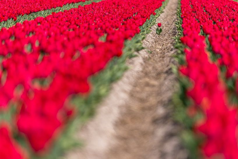 Eenzame tulp op een overvol bollenveld van Henk Verheyen