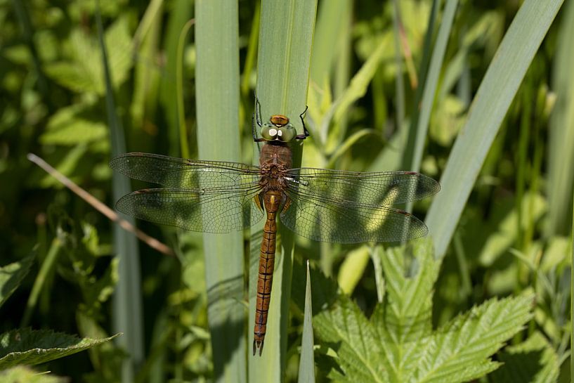 De vroege glazenmaker (Aeshna isoceles) is een libel met opvallend groene ogen van W J Kok