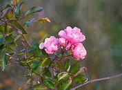 Wilde roos in kleurrijke herfst in Duitsland van Babetts Bildergalerie thumbnail