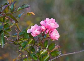 Wildrose im bunten Herbst in Deutschland