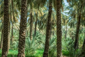 Une plantation de palmiers dattiers dans l'intérieur d'Oman. sur Ron van der Stappen