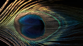 Close-up of a peacock feather by TheXclusive Art