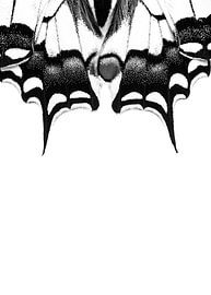 Swallowtail by Elles Rijsdijk