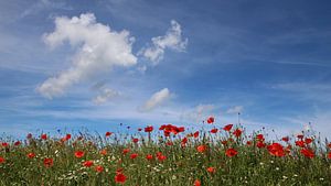 Ein windiger  Sommer sur Ostsee Bilder