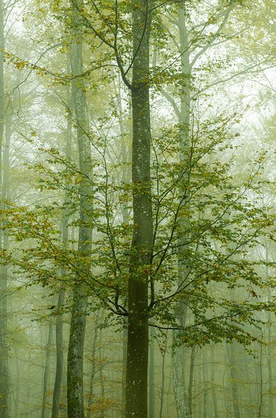 Forêt de brouillard mystique par Anselm Ziegler Photography