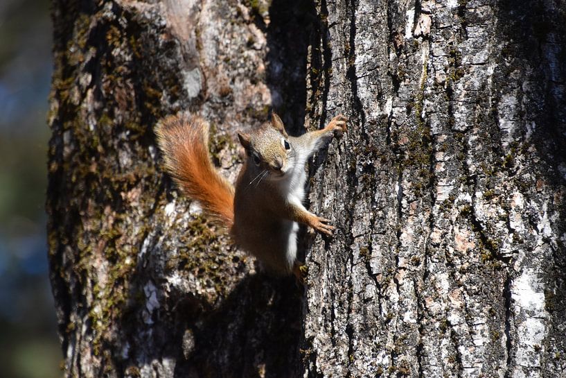 A red squirrel in the trap by Claude Laprise