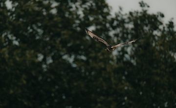 Een buizerd zweeft boven een bosrijke horizon