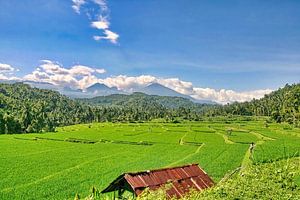 Reisfelder auf Bali von Eduard Lamping