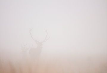 Reddeer in fog by Harm Roseboom