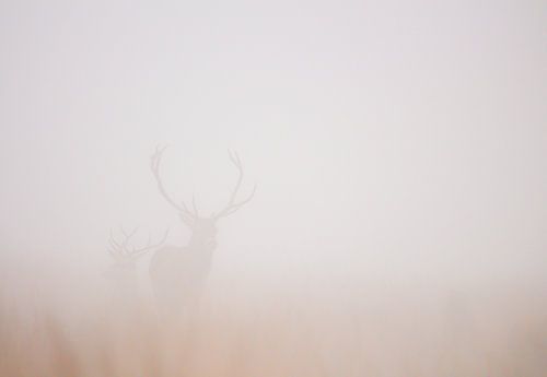 Reddeer in fog