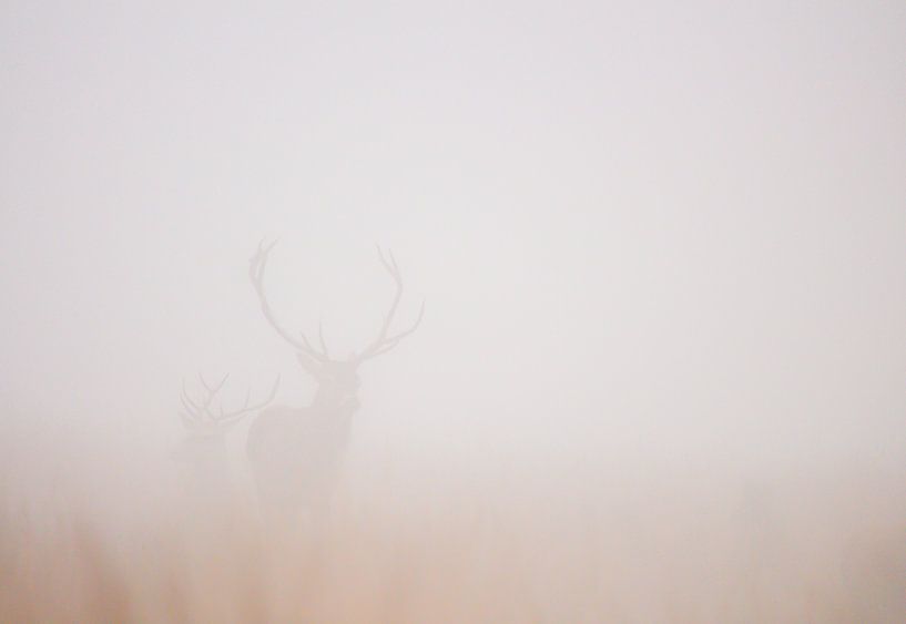 Edelherten in de mist von Harm Roseboom