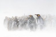 Koningspinguïns in een sneeuwstorm van Jos van Bommel thumbnail