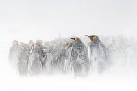 Königspinguine in einem Schneesturm